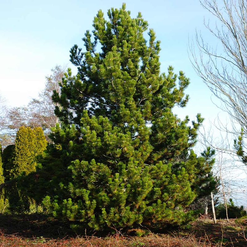 Austrian Pine