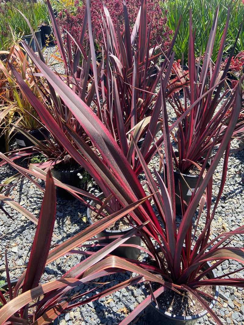 New Zealand Flax (Phormium tenax)