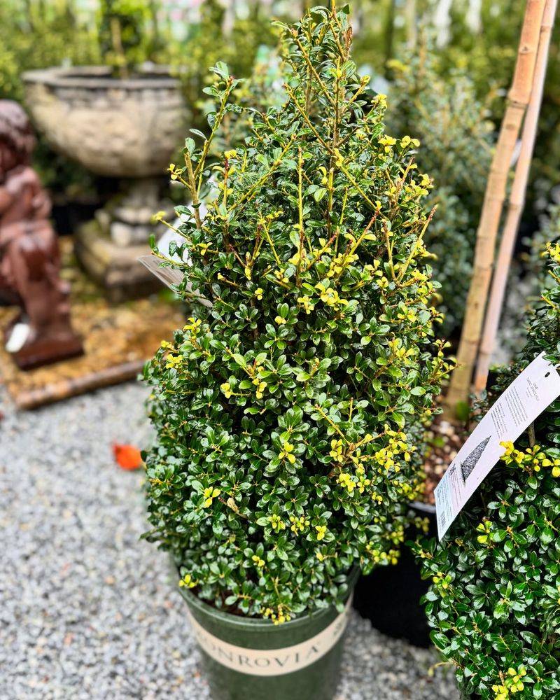 Japanese Holly