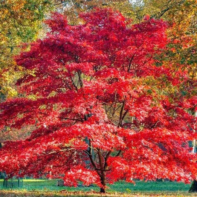 Japanese Maple