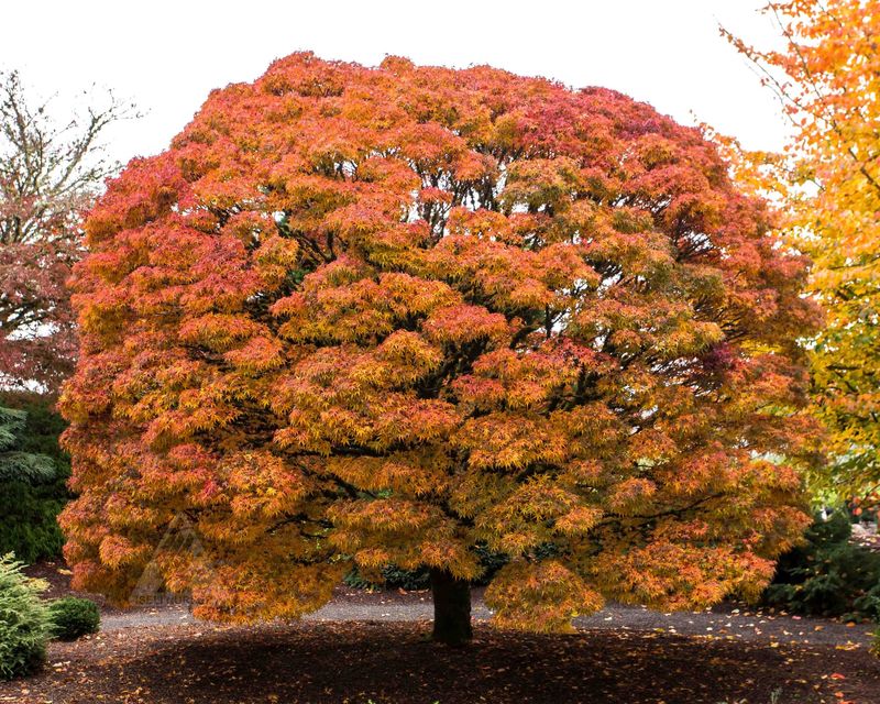 Japanese Maple