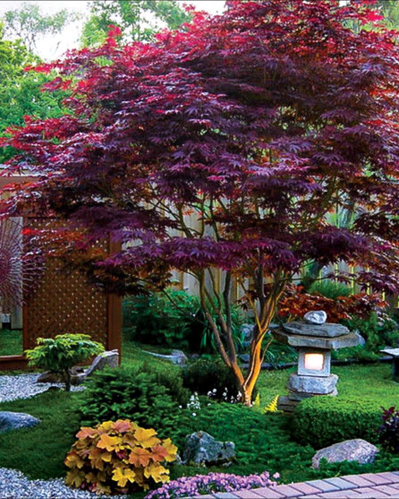 Japanese Maple