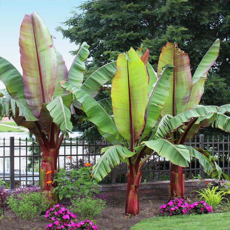Ornamental Banana