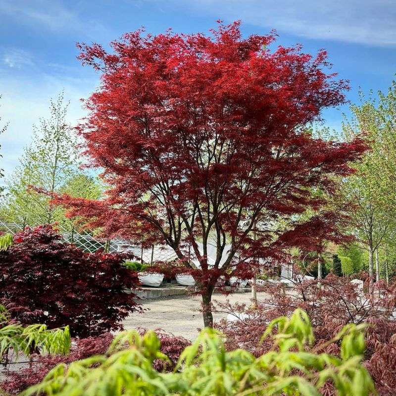 Japanese Maple