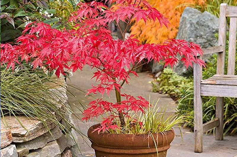 Japanese Maple