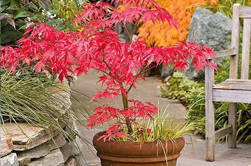 Japanese Maple