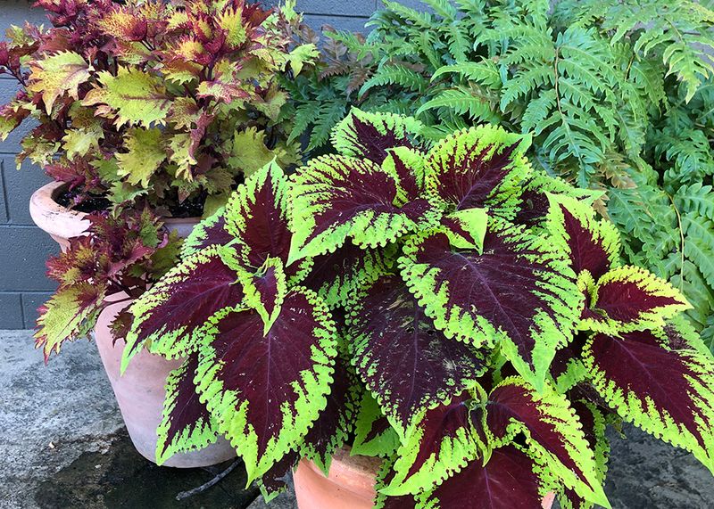 Coleus (Plectranthus scutellarioides)