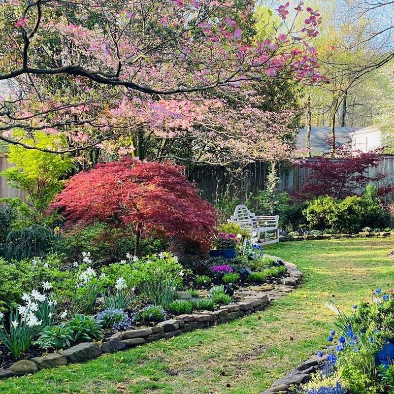 Japanese Maple