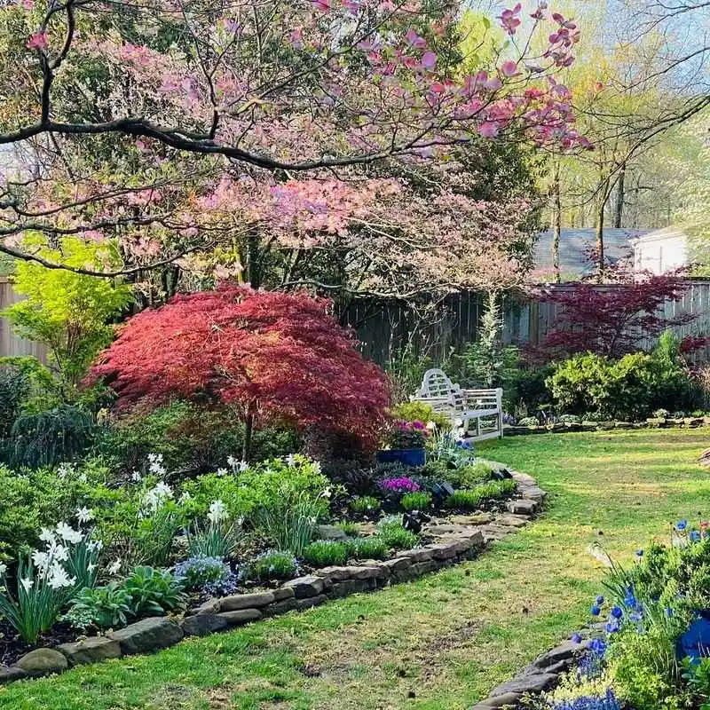 Japanese Maple