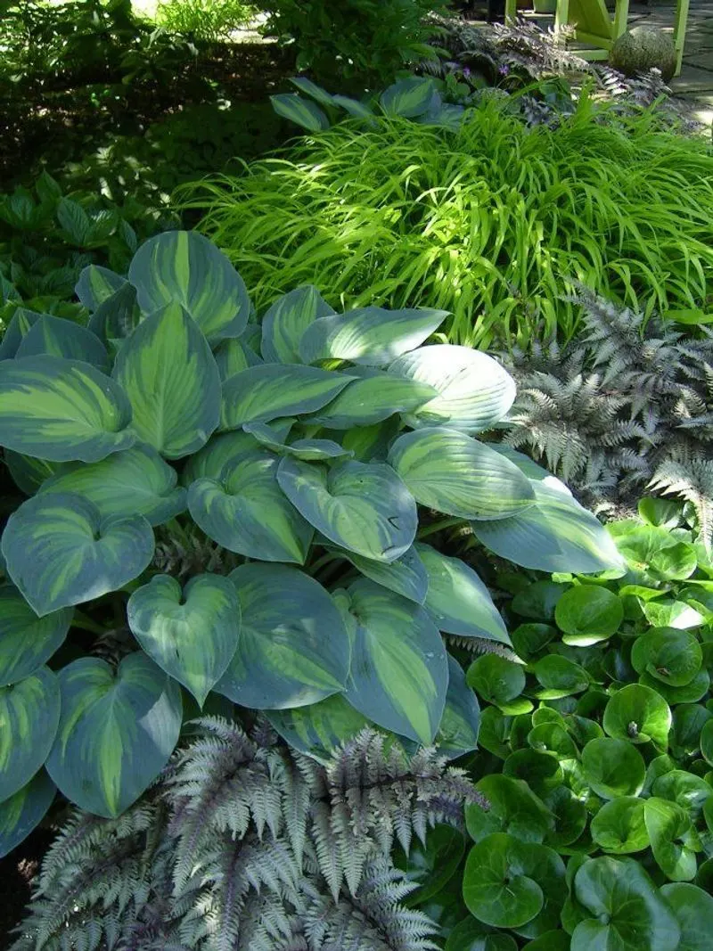 Japanese Painted Fern
