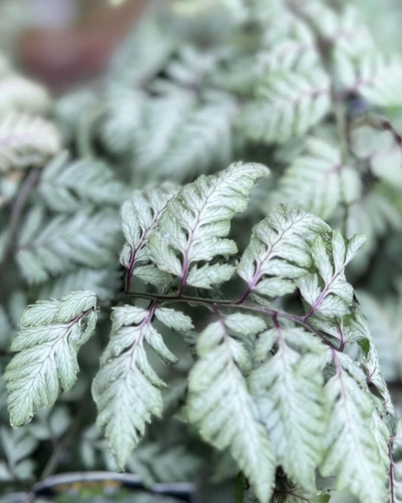 Japanese Painted Fern
