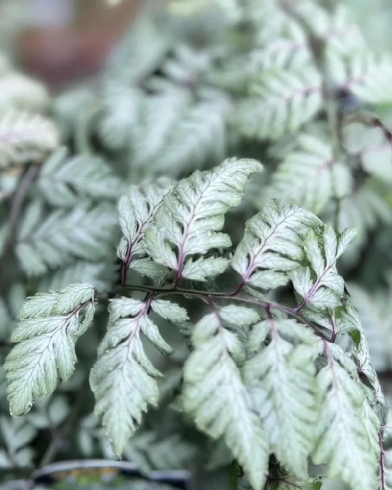 Japanese Painted Fern