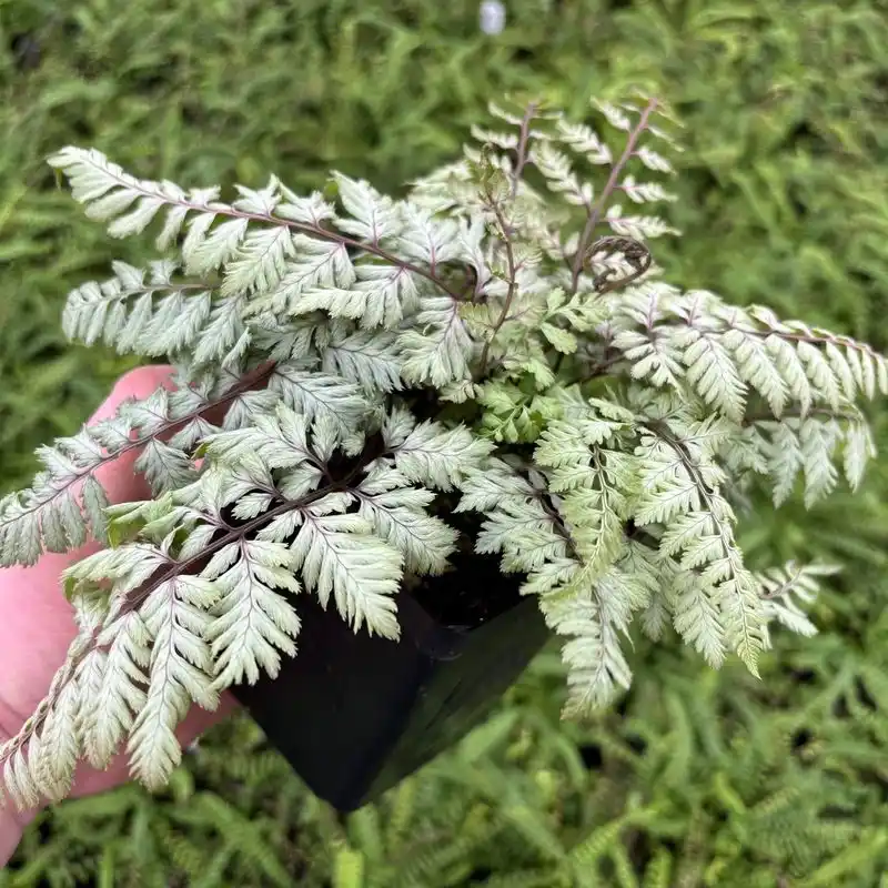 Japanese Painted Fern