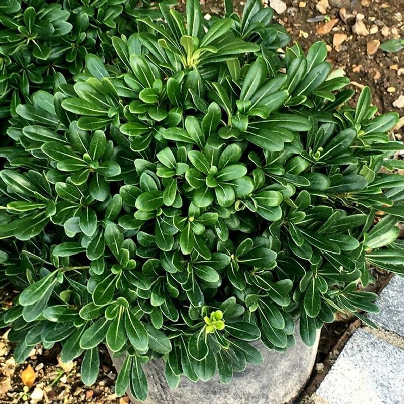 Japanese Pittosporum