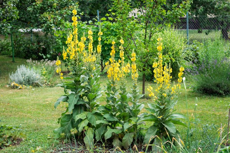Tall Verbascum