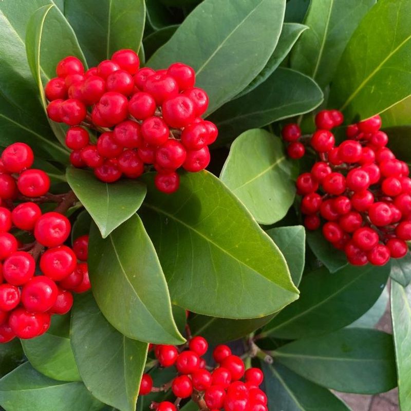 Japanese Skimmia