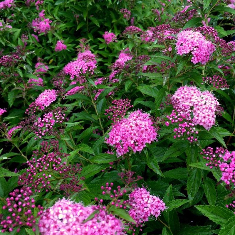 Japanese Spirea
