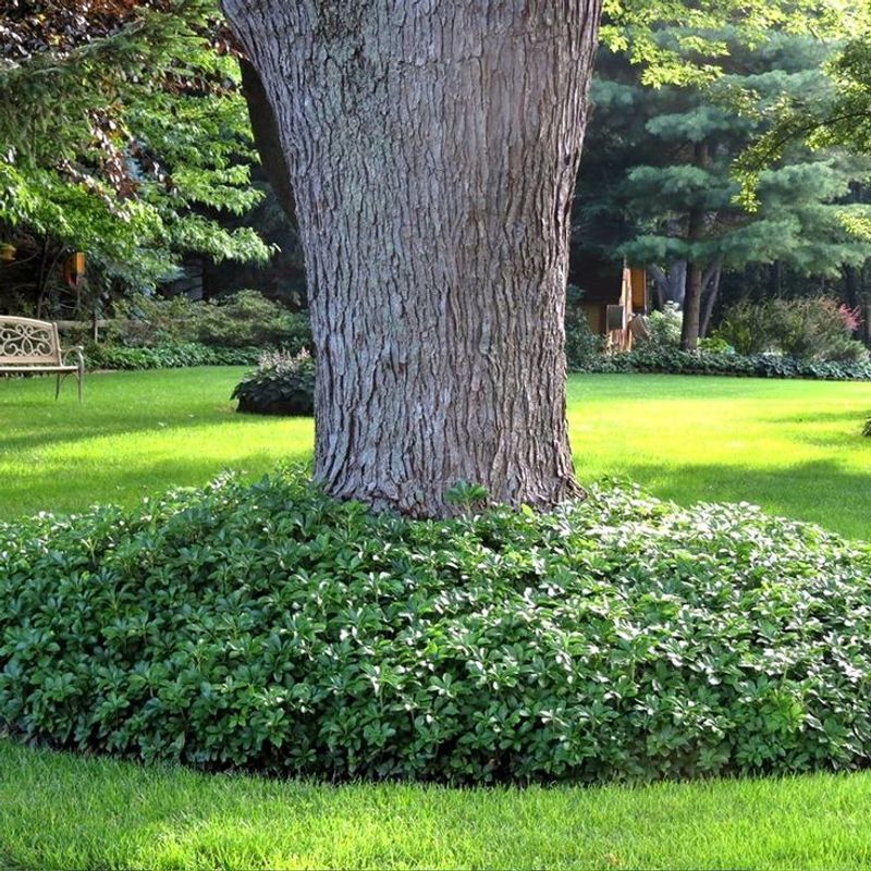 Japanese Spurge