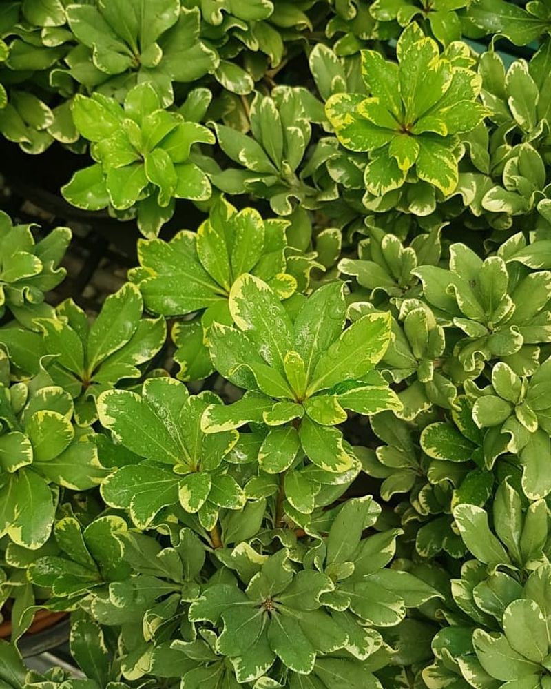Japanese Spurge