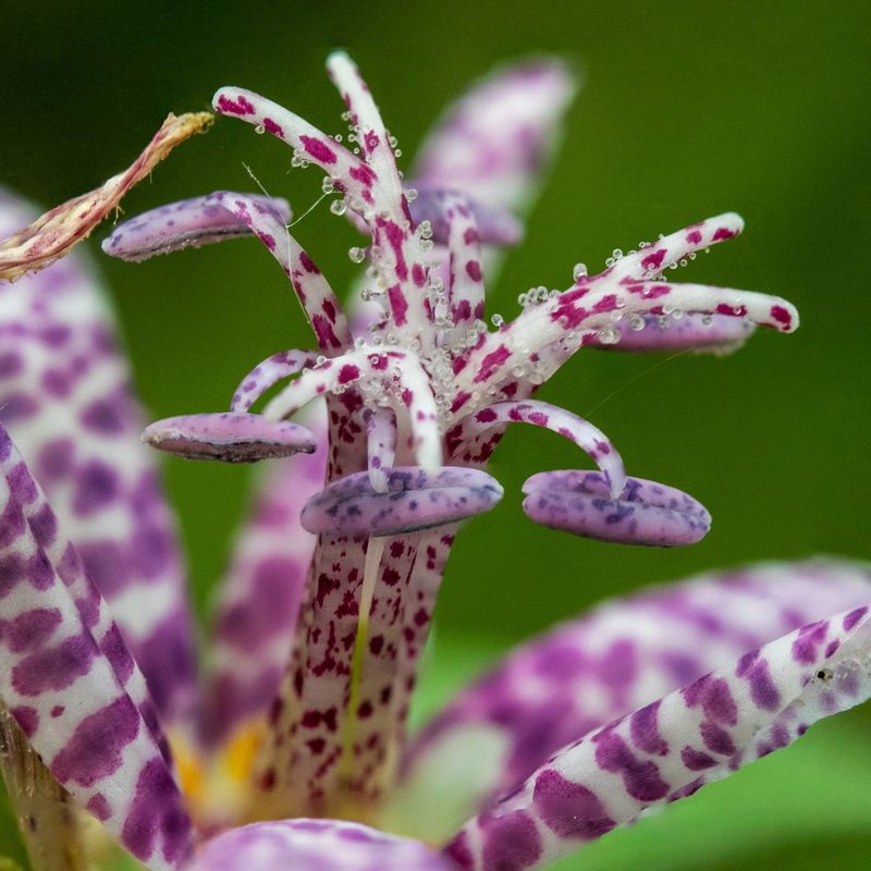 Japanese Toad Lily