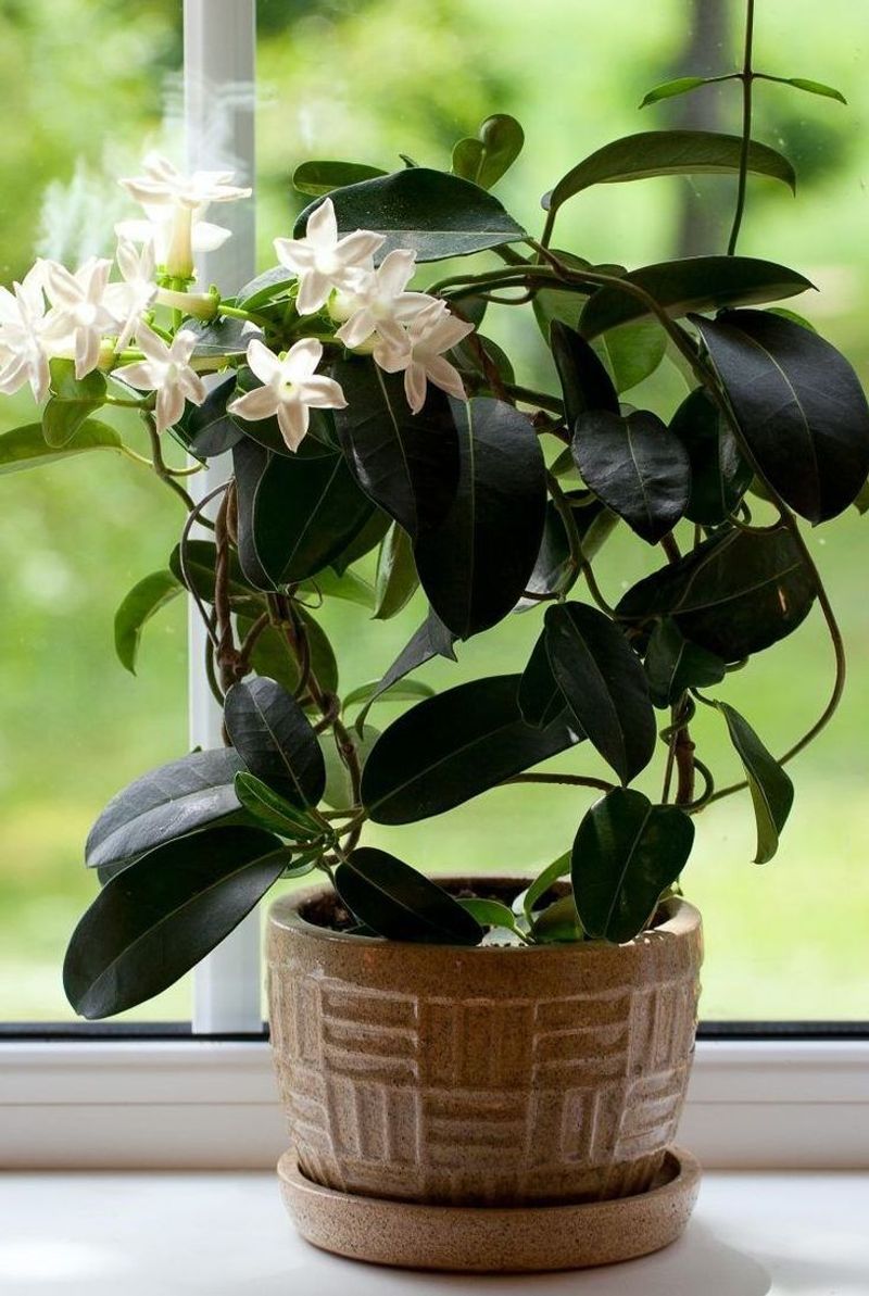 Jasmine
