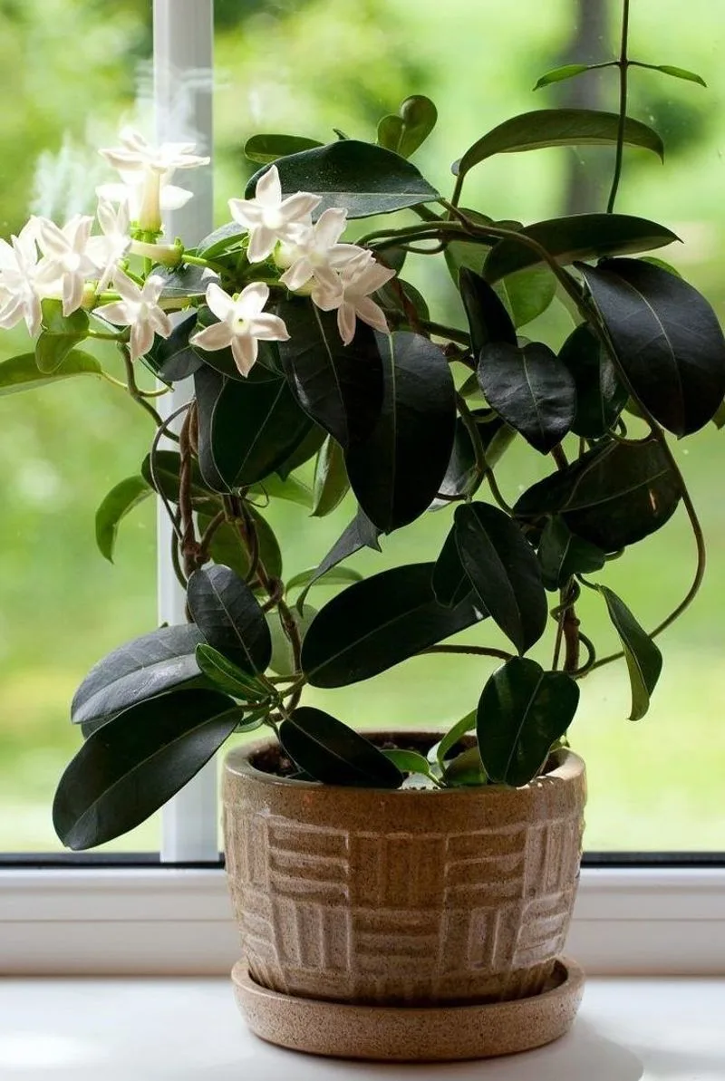 Jasmine