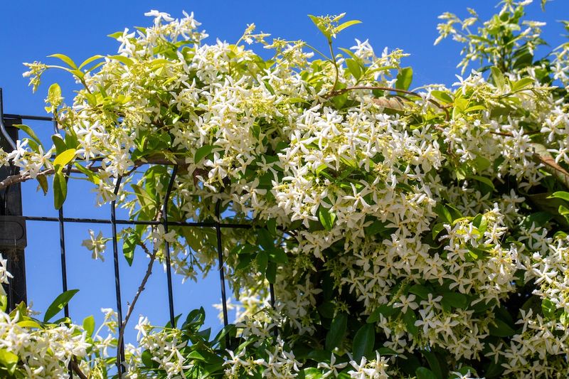 Jasmine