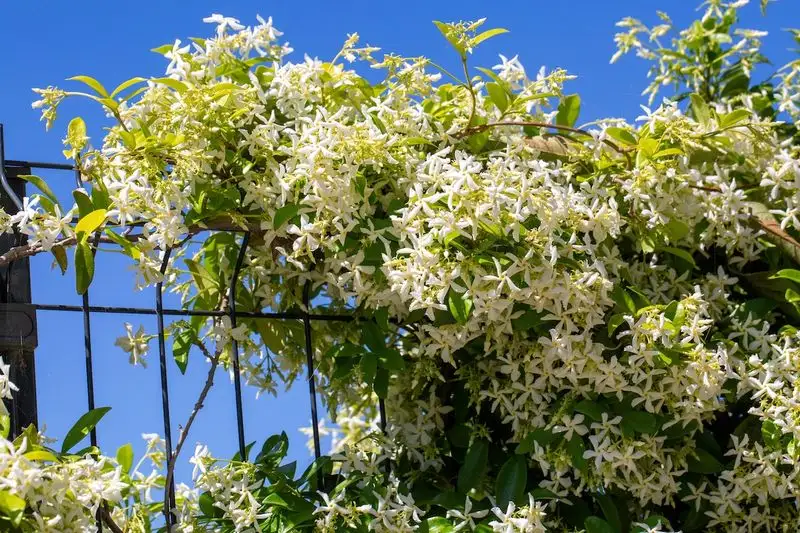 Jasmine