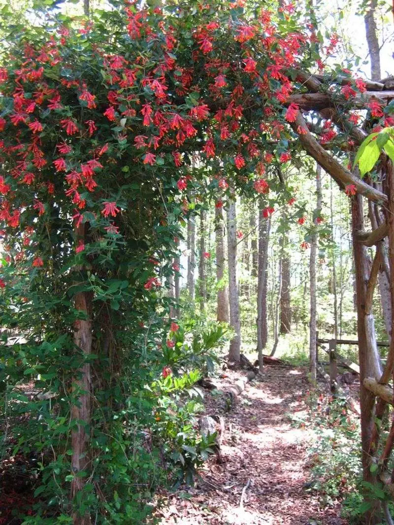 Honeysuckle