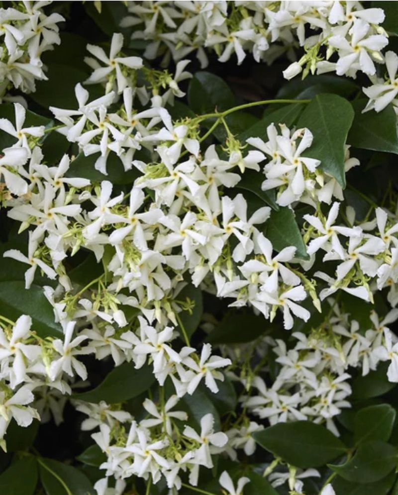 Jasmine