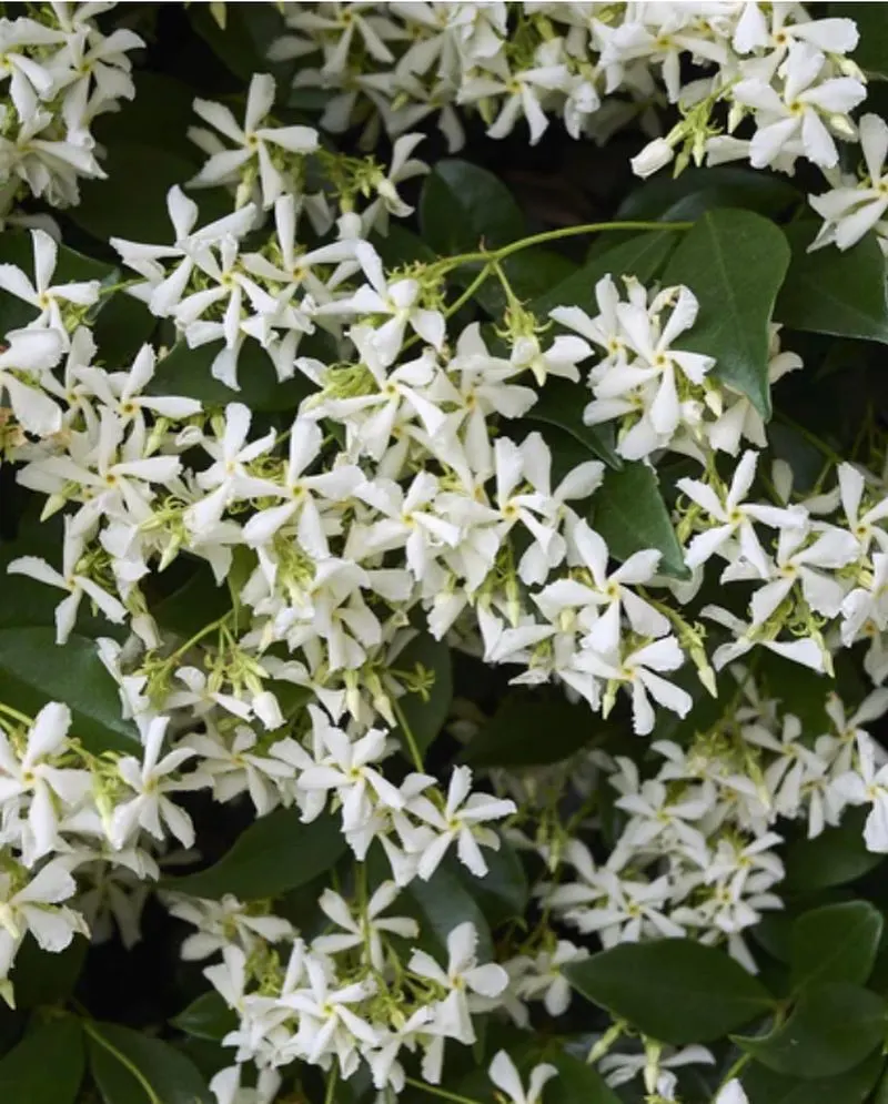 Jasmine