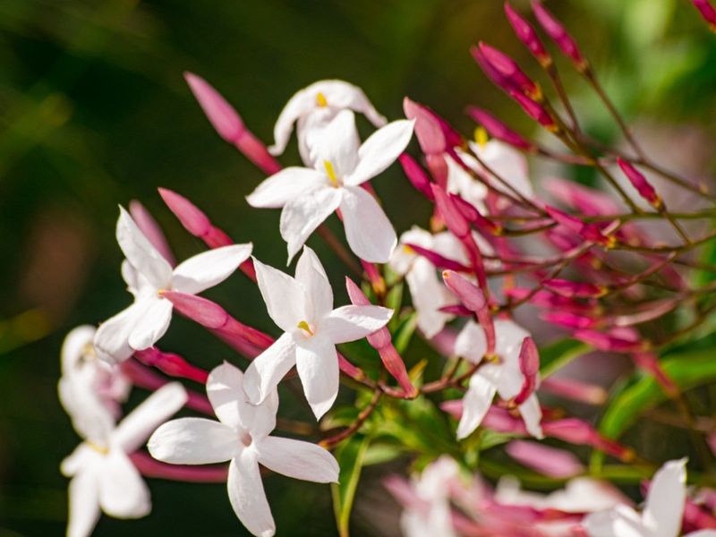 Jasmine