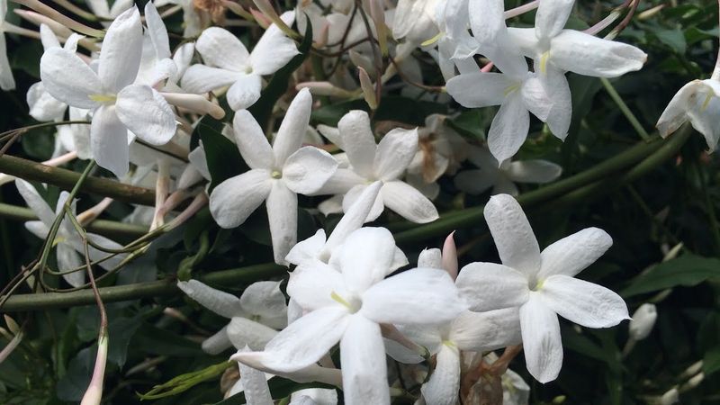 Jasmine