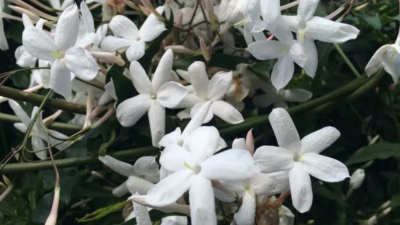 Jasmine
