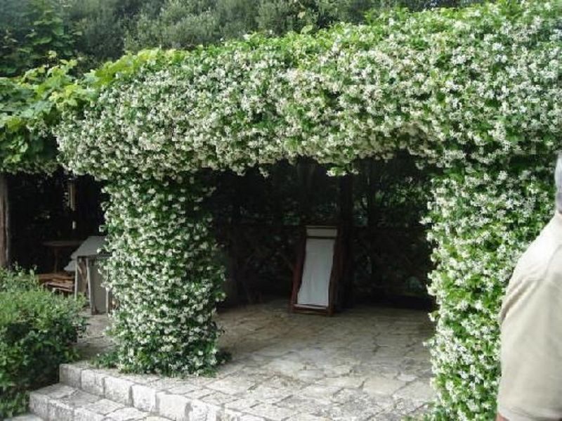 Jasmine
