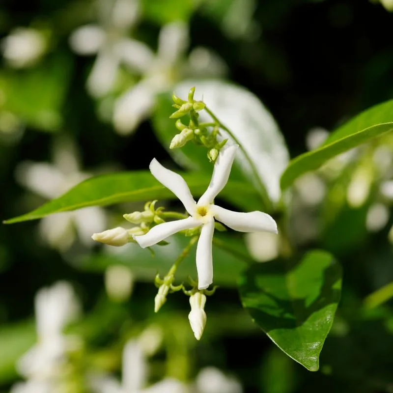 Jasmine