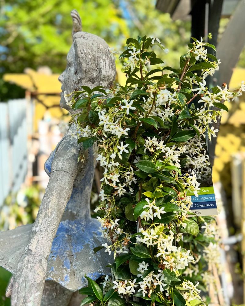Jasmine