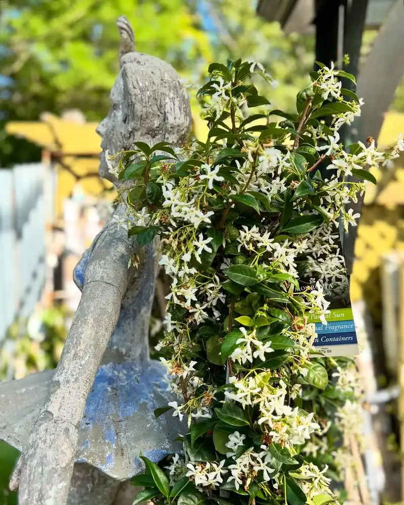 Jasmine