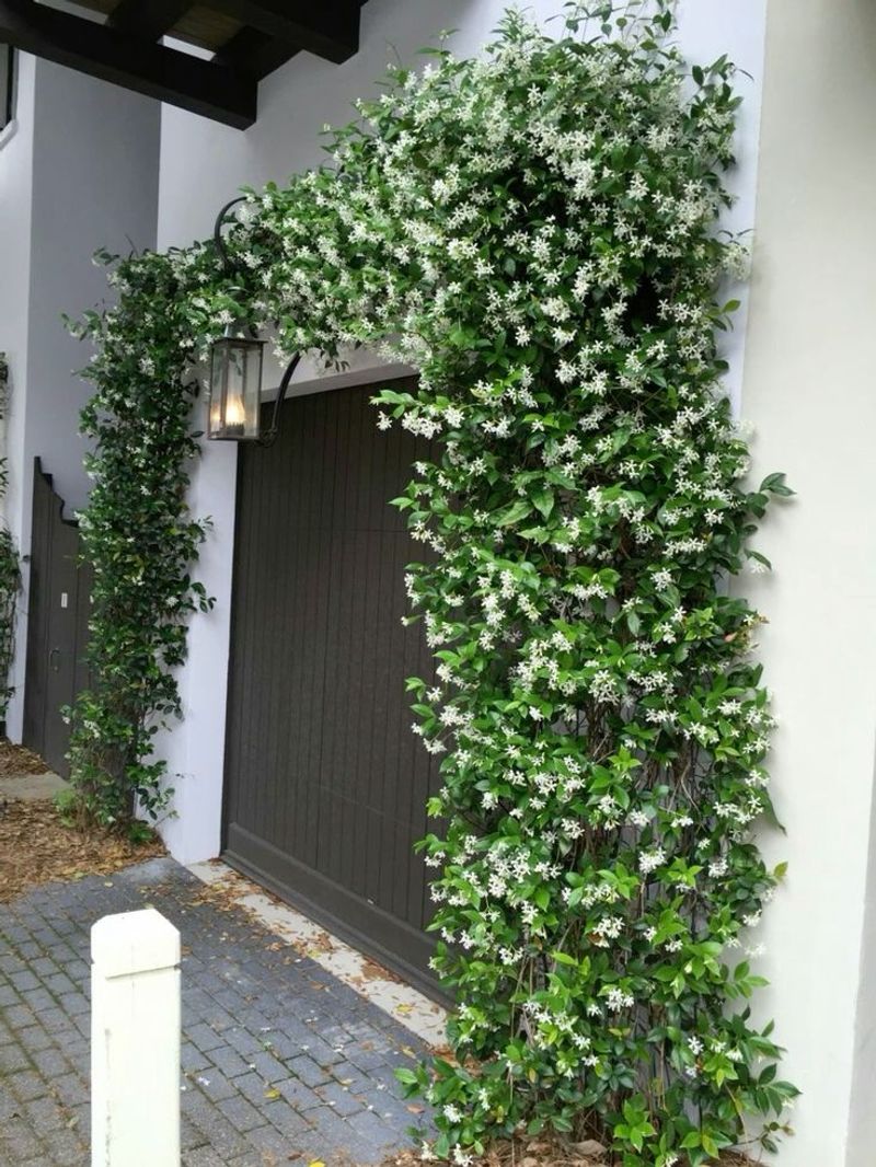 Jasmine