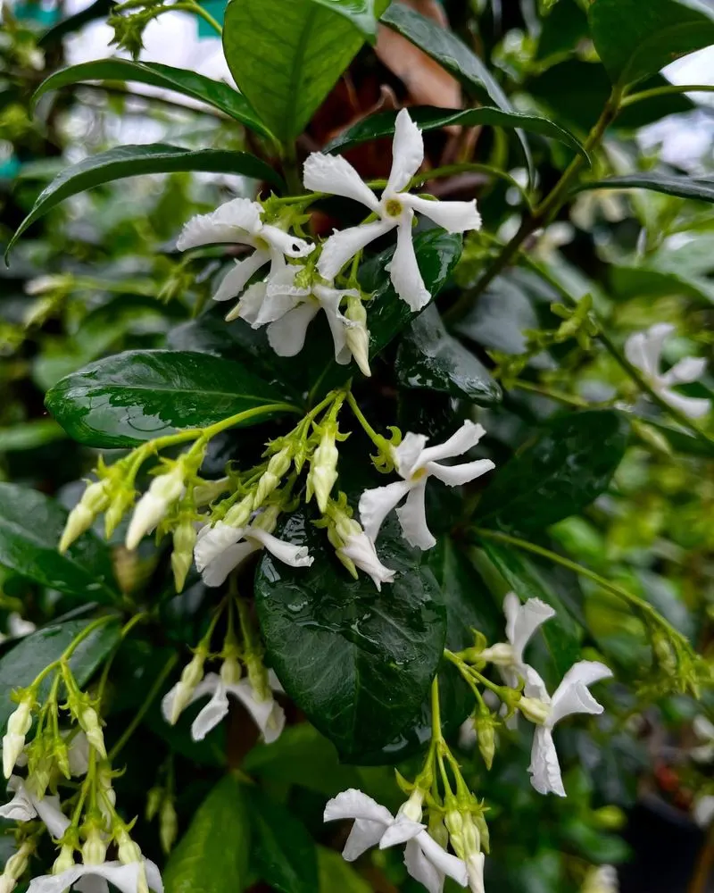 Jasmine