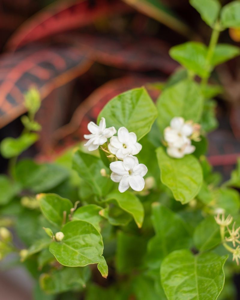 Jasmine