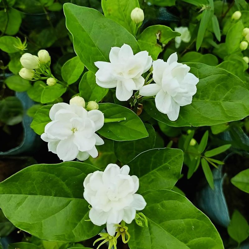 Jasmine Sambac