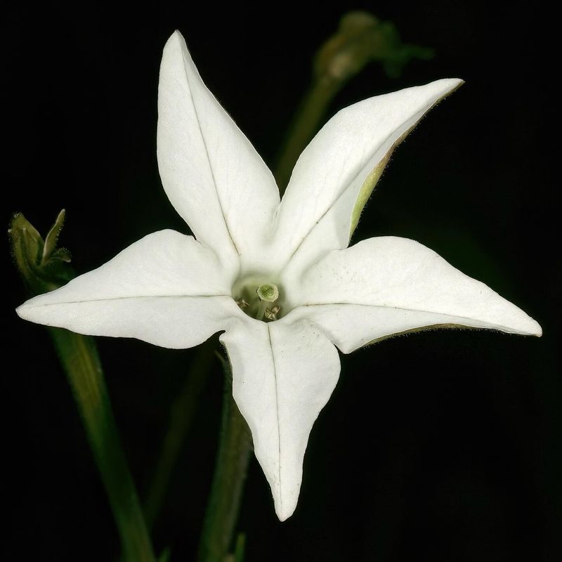 Jasmine Tobacco