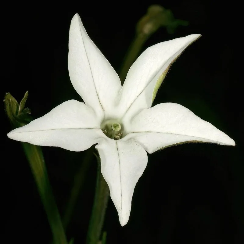 Jasmine Tobacco