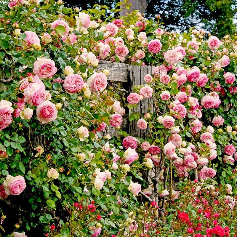 Jasmine and Climbing Roses