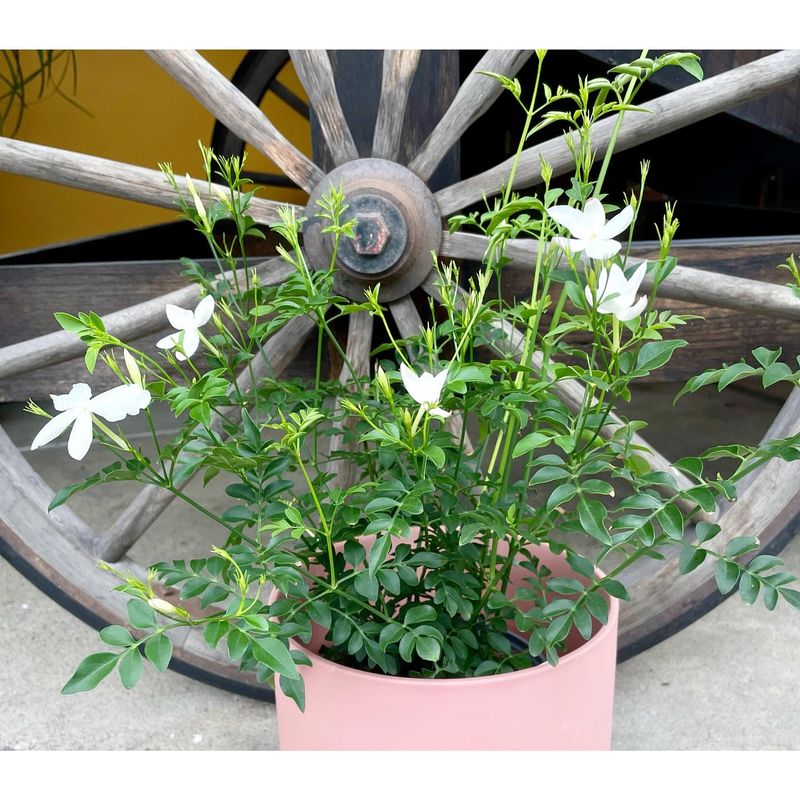 Jasmine for Mood Enhancement