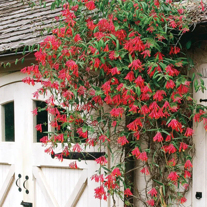 Honeysuckle