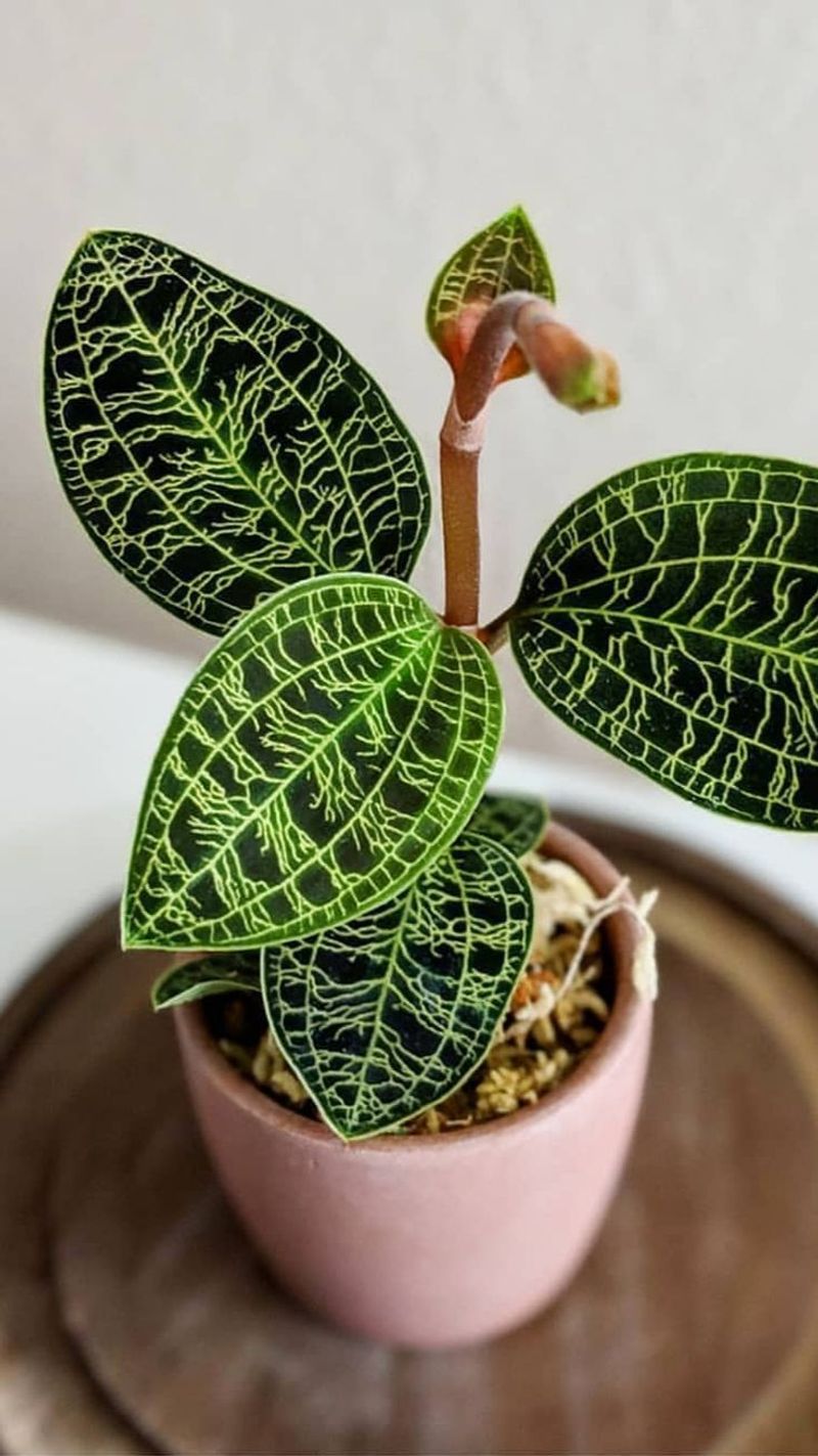 Jewel Orchid