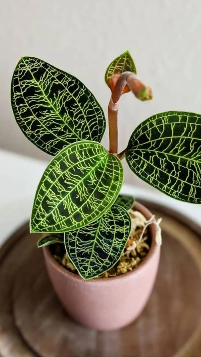 Jewel Orchid