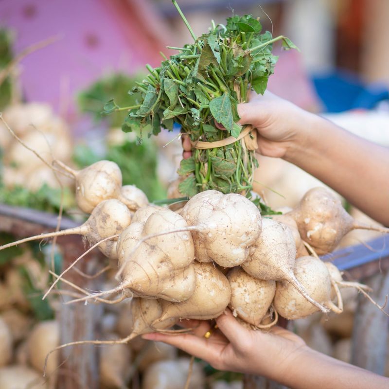 Jicama (Pachyrhizus erosus)